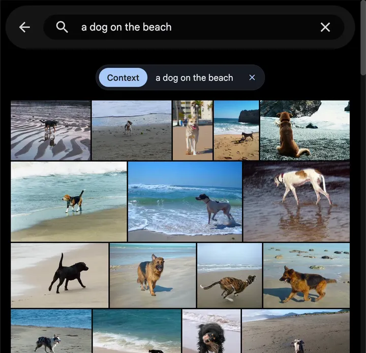 Searching for a dog on the beach returns a grid of dogs on beaches